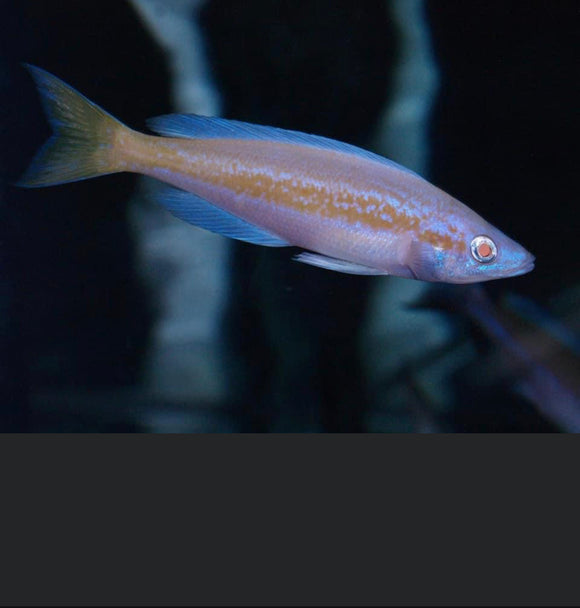 MOVING SALE-6 ALBINO Cyprichromis Kasai EXTREMEY RARE