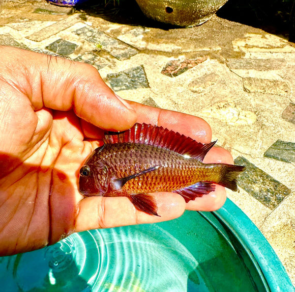 MOVING SALE-WILD Tropheus Red Chimba