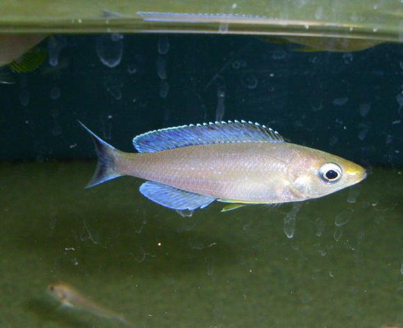 Cyprichromis Leptosoma Katete