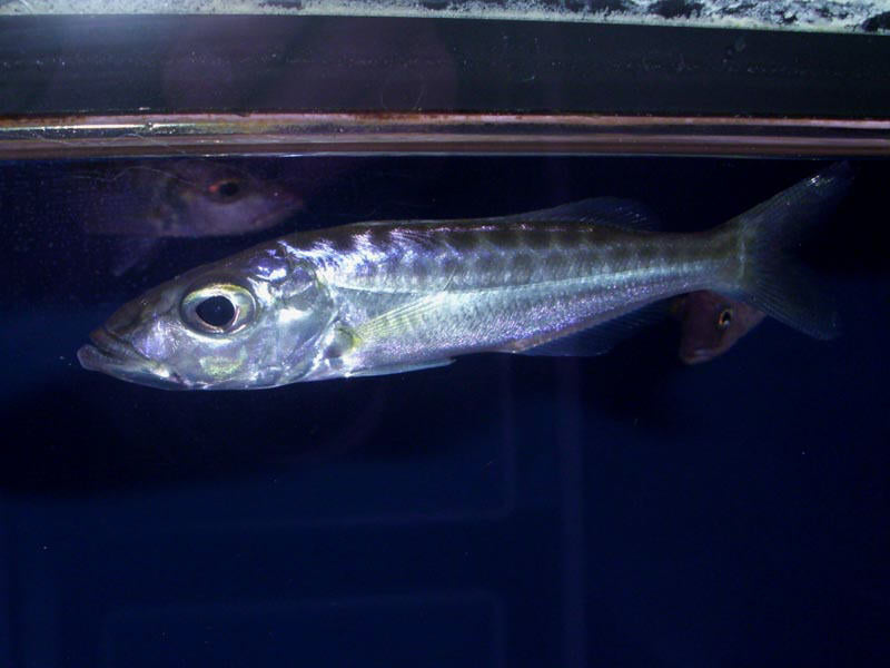 WILD Bathybates fasciatus IMPOSSIBLE FIND