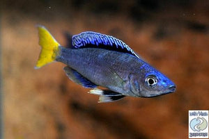 Cyprichromis Leptosoma “Blue Flash” Mpulungu