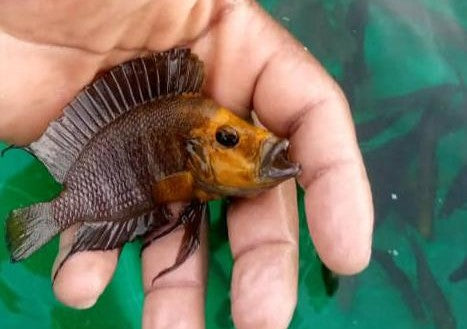 MOVING SALE-WILD Altolamprologus Goldhead show male LAST ONE
