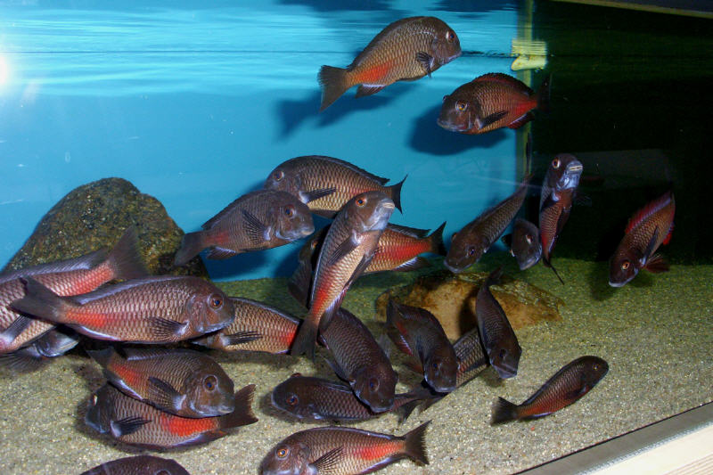 tropheus-chipimbi-rarefishusa-com