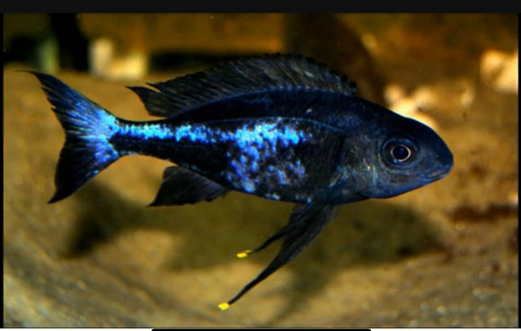 MOVING SALE-BREEDING GROUP WILD Ophthalmotilapia Boops Neon Streak 3 MALES 5 FEMALES