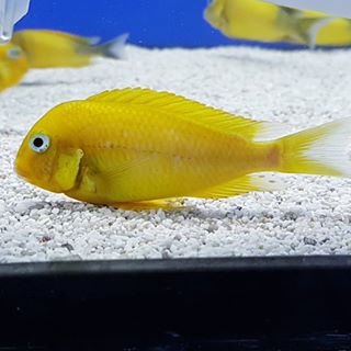 MOVING SALE-8 Tropheus Kiriza GOLD EXTREMELY RARE (last ones)