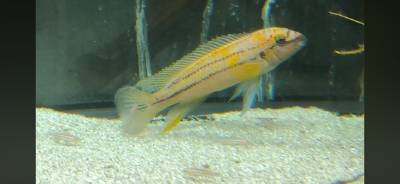 WILD Chalinochromis Bifrenatus EXTREMELY RARE