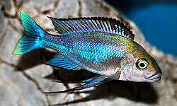 WILD Cunningtonia Longiventralis EXTREMELY RARE