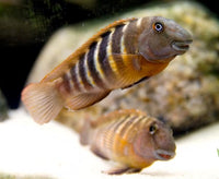 BREEDING GROUP OF 4 WILD Eretmodus Cyanostictus Mpimbwe ORANGE