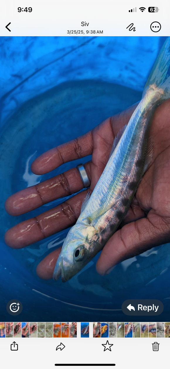 WILD Bathybates fasciatus IMPOSSIBLE FIND (COMING SOON)