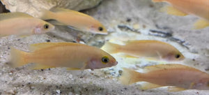 WILD GROUP OF 7 Lelupi Lupota NEW DISCOVERY Price is for the Group