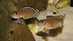 Lamprologus ornatipinnis