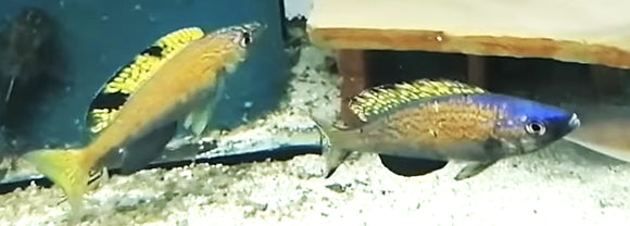 Cyprichromis Mikundu EXTREMELY RARE