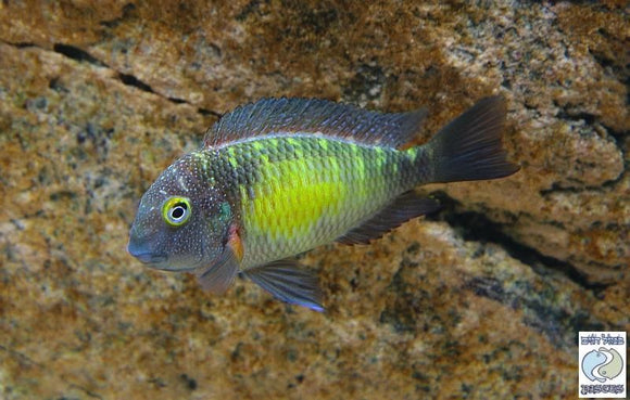 Tropheus Mpulungu BREEDERS RARE