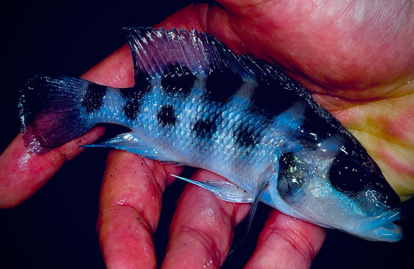 Wild Group of 8 Neolamplrologus BLUE sexfasciatus