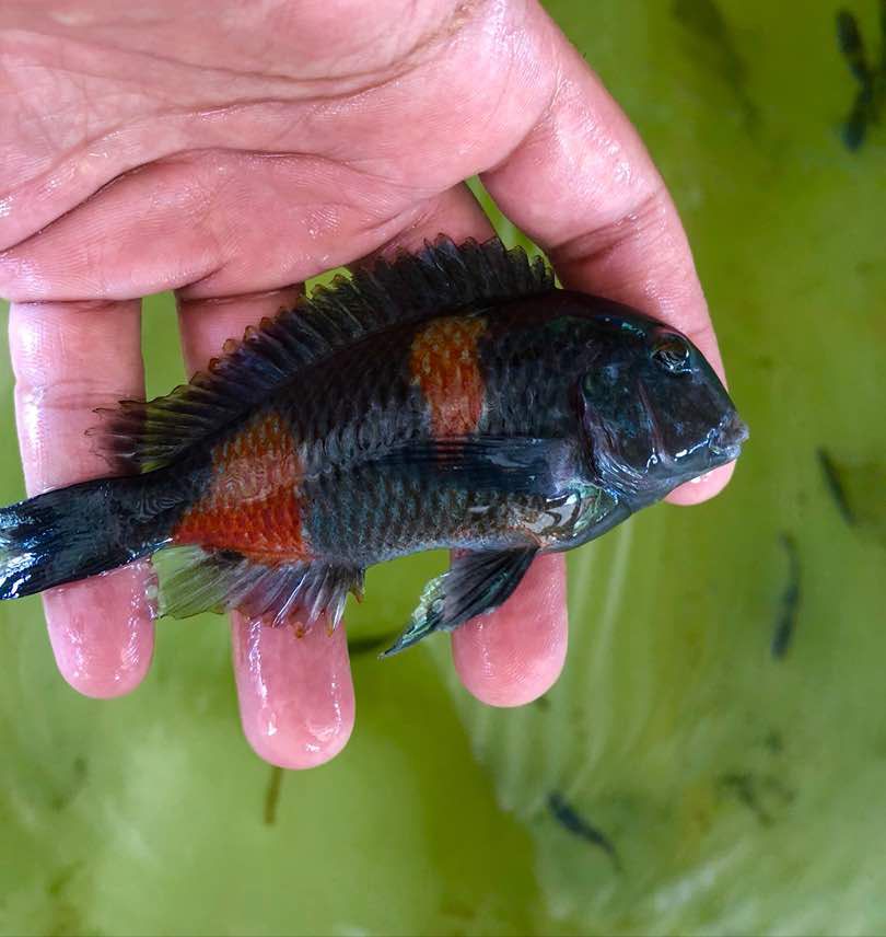 WILD TRIO TROPHEUS BULU POINT (1 MALE 2 FEMALES)