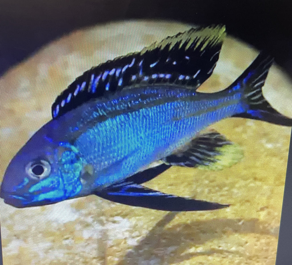WILD Cyatopharynx Furcifer (COMING SOON)
