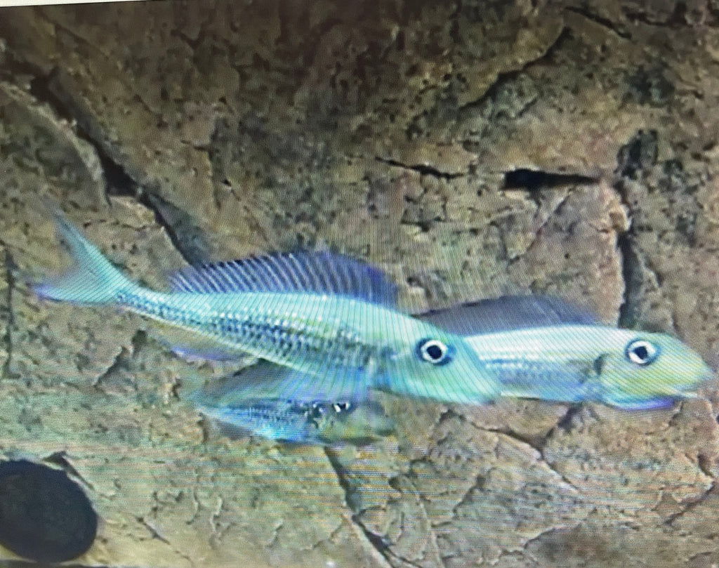 WILD Asprotilapia Leptura EXTREMELY RARE