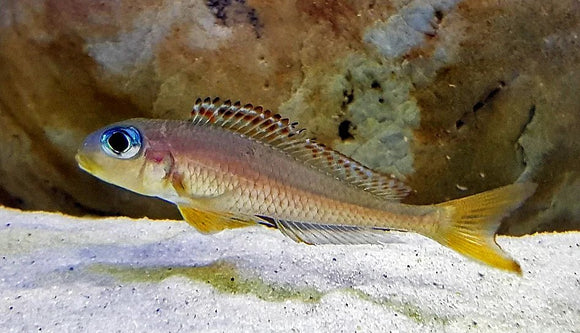 Xenotilapia Flavipinnis Kasanga red RARE