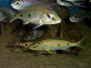 WILD Boulengerochromis Microlepis LARGE