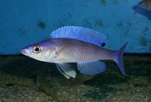 Cyprichromis Leptosoma Kipili Blue