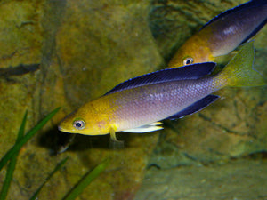 Cyprichromis Leptosoma Yellow Head