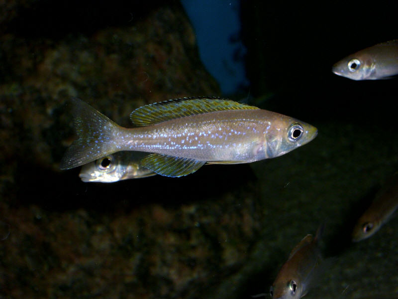 Cyprichromis Microlepidotus Kalundu