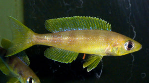 Cyprichromis Microlepidotus Lyamembe