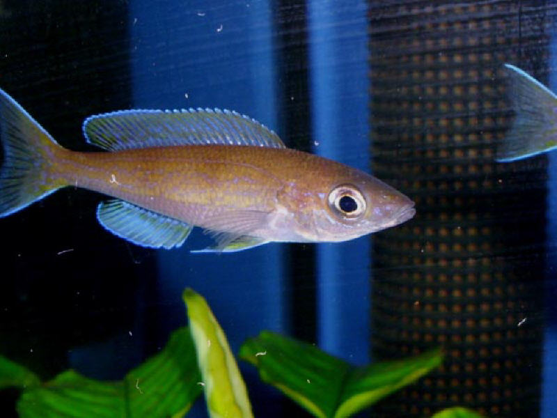 Cyprichromis Pavo Kitumba