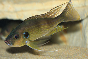 Greenwoodochromis Bellcrossi EXTREMELY RARE