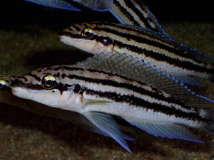 Julidochromis Dickfeldi Kachese