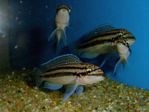 Julidochromis Dickfeldi Moliro