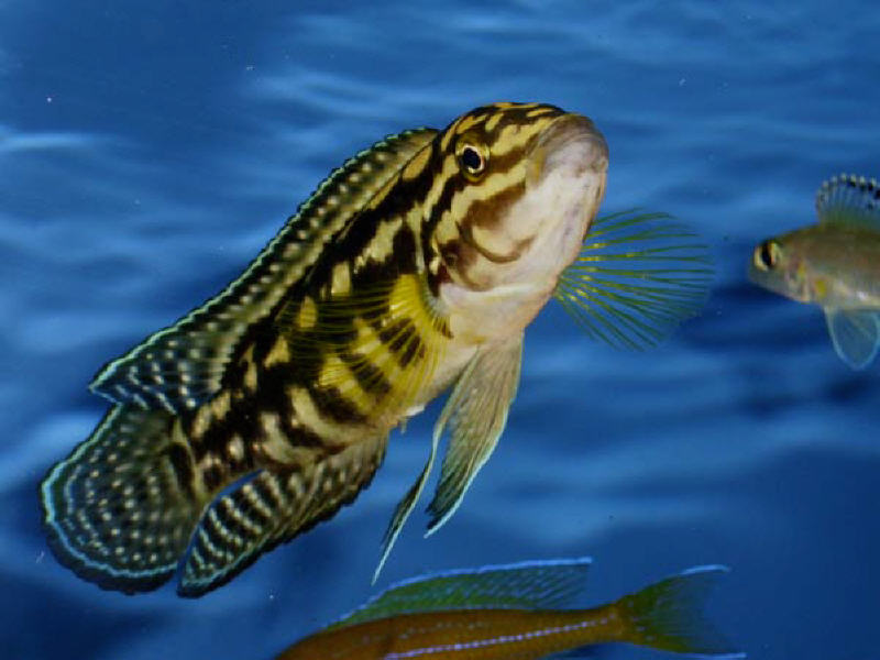 Julidochromis Marlieri