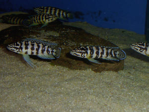 Julidochromis Transcriptus Gombe