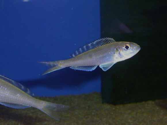 Microdontochromis Tenuidentatus