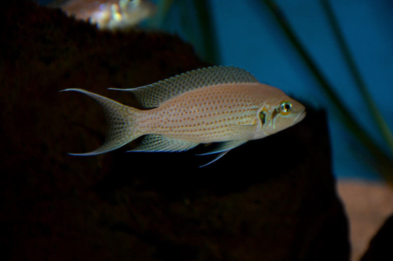Neolamprologus Pulcher Red Spot