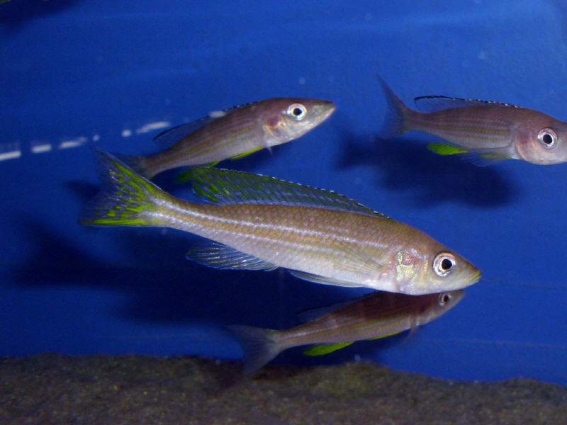 Paracyprichromis Brieni Chituta