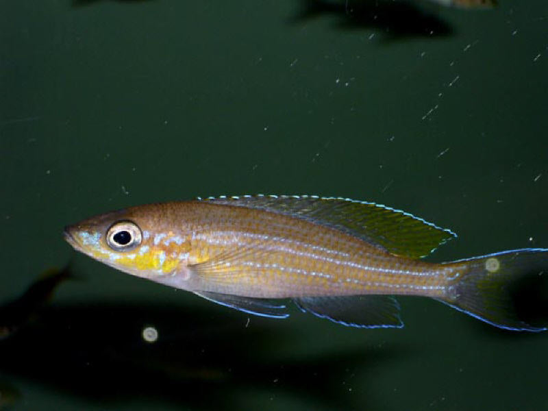 Paracyprichromis Brieni Tembwe
