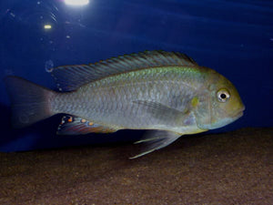 Pseudosimochromis Curvifrons