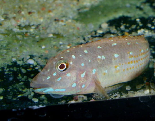 Spathodus Erythrodon Katonga – RAREFISHUSA.COM