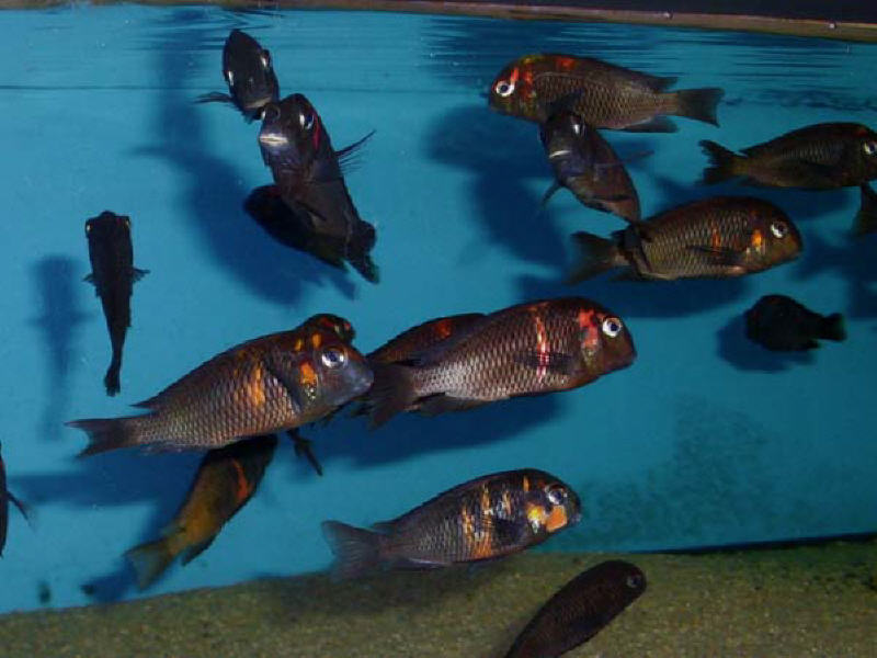 Tropheus Caramba – RAREFISHUSA.COM