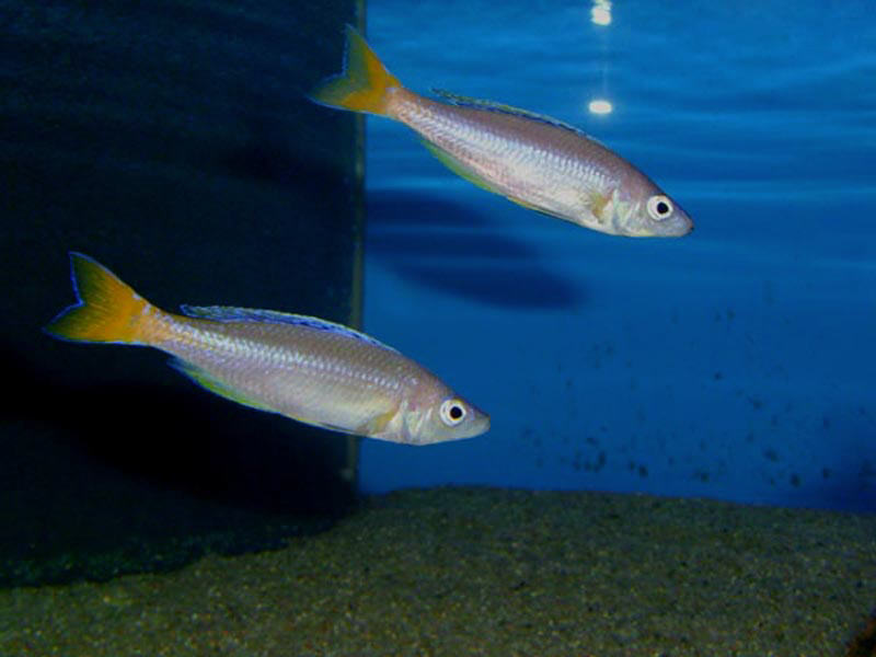 Cyprichromis Leptosoma Mpulungu Blue Flash