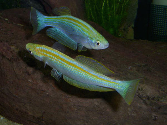 Lamprichthys Tanganicanus