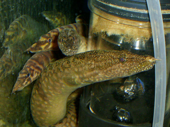 WILD Mastacembelus ellipsifer EXTREMELY RARE