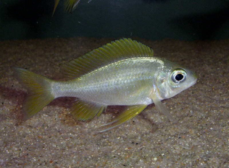 Ophthalmotilapia Nasuta Kipili “Gold” – RAREFISHUSA.COM