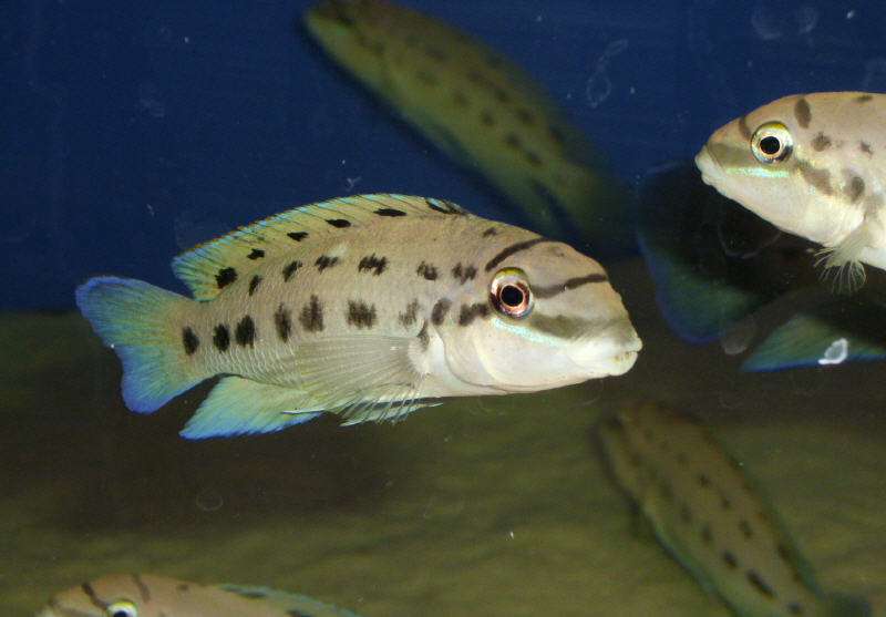 Chalinochromis Ndobhoi Bulu Point