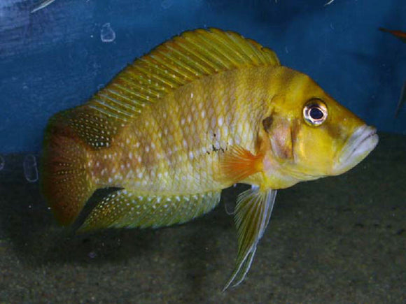 Altolamprologus Compressiceps Gombe Red