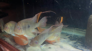 5 Super Show Geophagus Altifrons LONG TRAILERS
