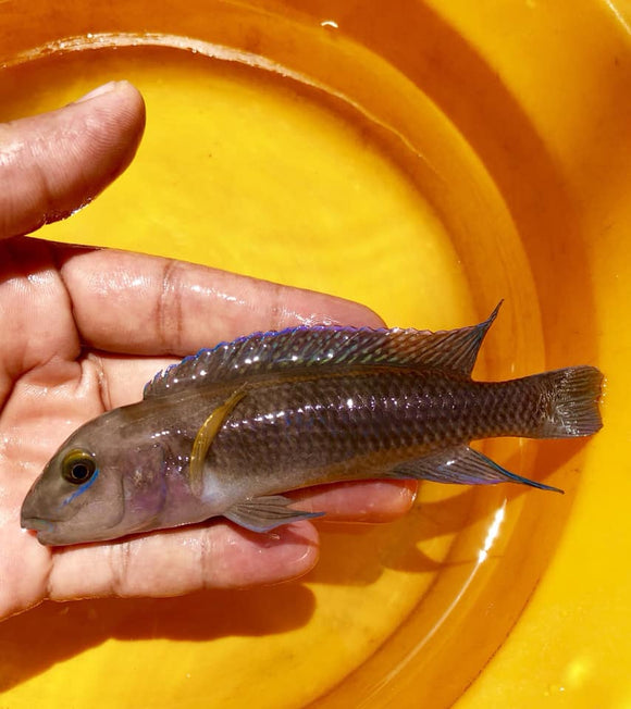 WILD Chalinochromis cyanophleps EXTREMELY RARE