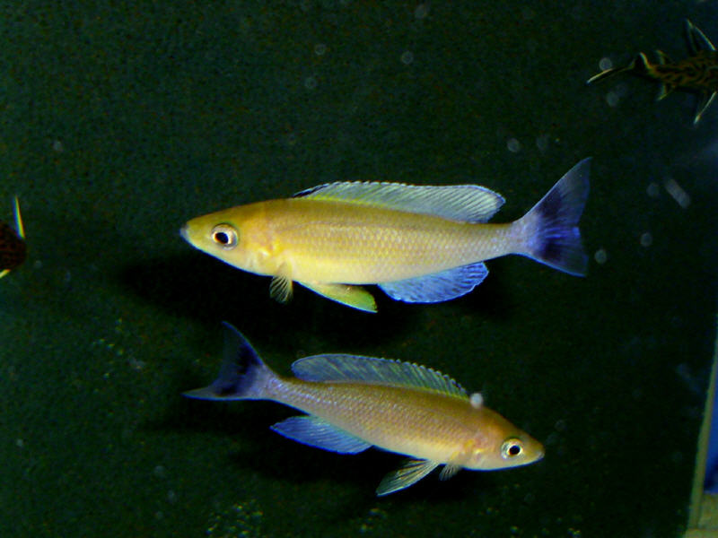 Cyprichromis Leptosoma Livua