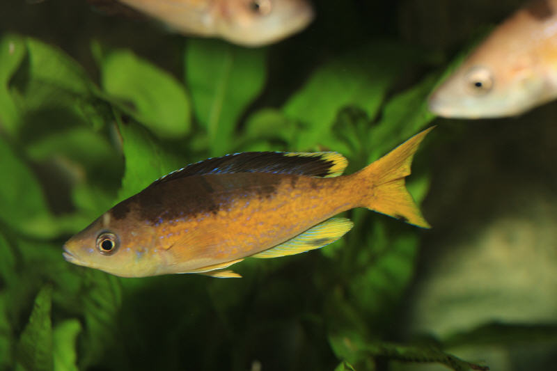 Cyprichromis Microlepidotus Kavala